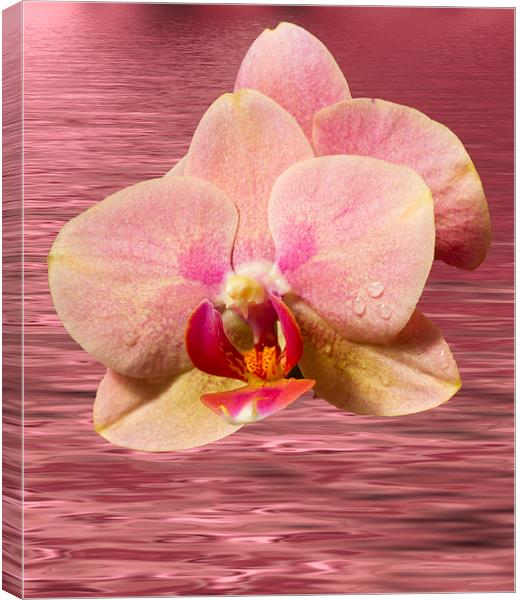 Stunning Orchids Canvas Print by David French