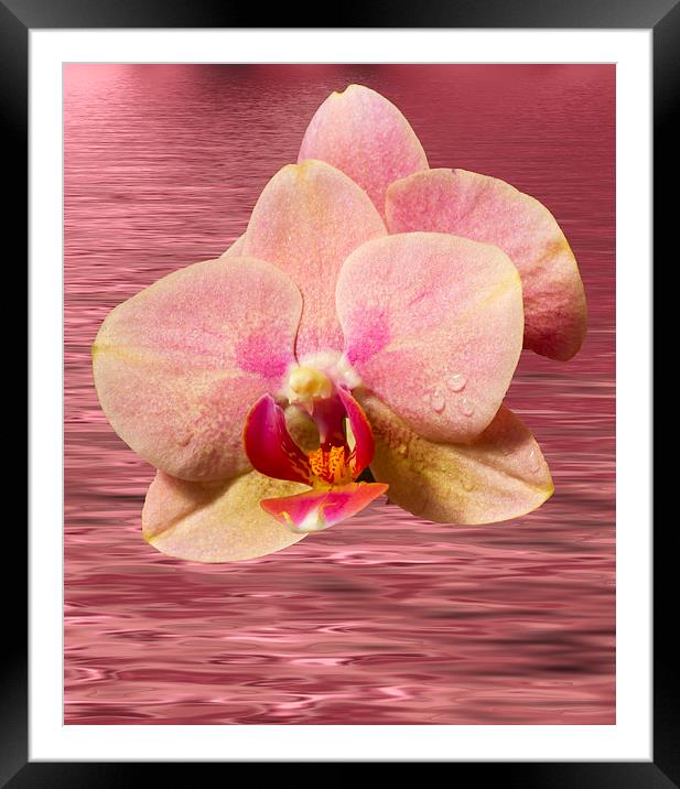 Stunning Orchids Framed Mounted Print by David French