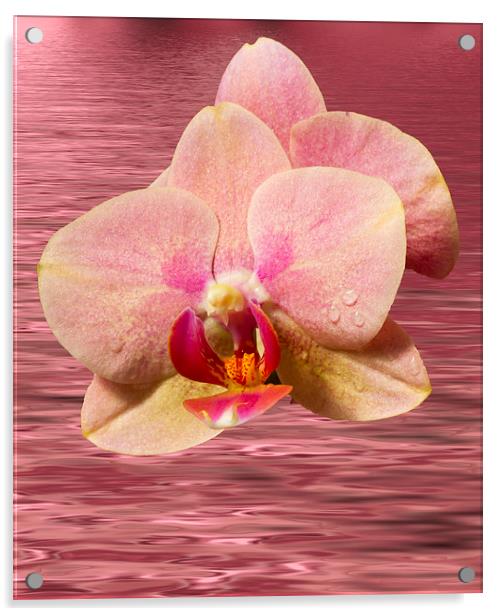 Stunning Orchids Acrylic by David French