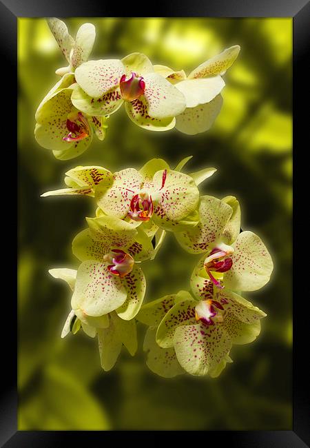 Stunning Orchids Framed Print by David French