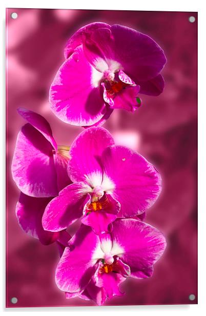 Stunning Orchids Acrylic by David French