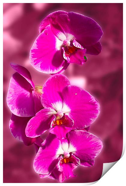 Stunning Orchids Print by David French