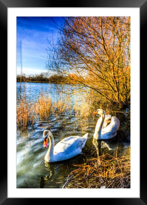 Peaceful Swans Framed Mounted Print by David Pyatt
