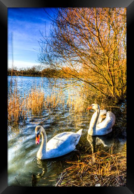 Peaceful Swans Framed Print by David Pyatt