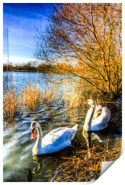 Peaceful Swans Print by David Pyatt
