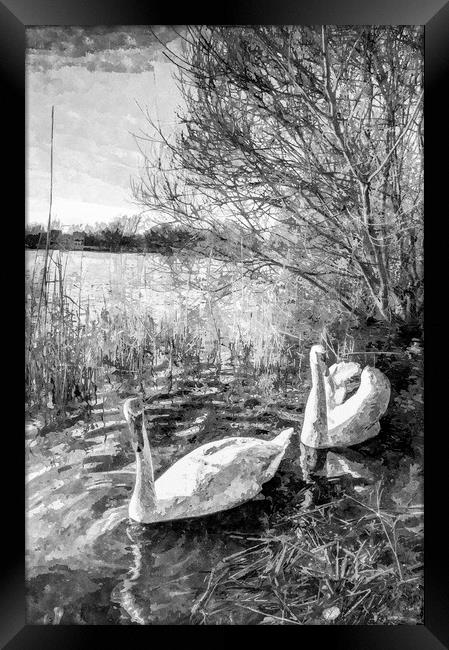 Swan Lake Art Framed Print by David Pyatt