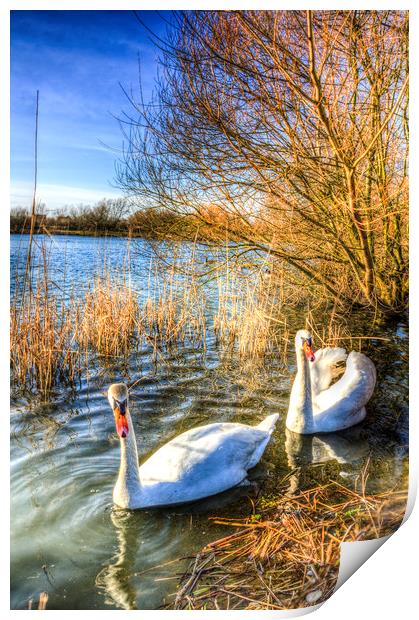 Graceful Swans Print by David Pyatt