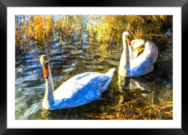 Swan Art Framed Mounted Print by David Pyatt