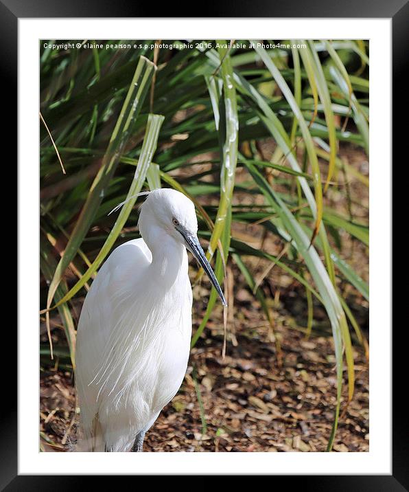  Egret Framed Mounted Print by Elaine Pearson