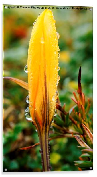 Crocus Raindrops  Acrylic by rawshutterbug 