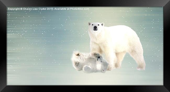  Arctic Family pano Framed Print by Sharon Lisa Clarke