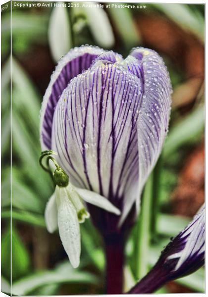  crocus snowdrop and water droplets Canvas Print by Avril Harris