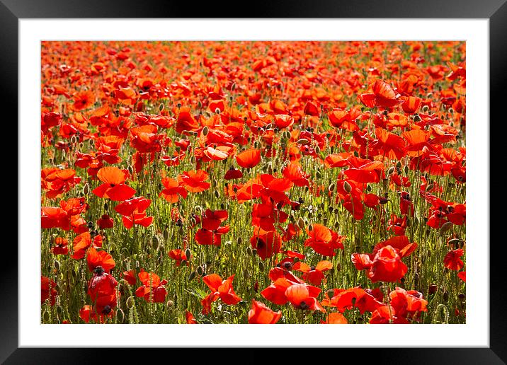 Red Poppy Flowers Framed Mounted Print by Inguna Plume