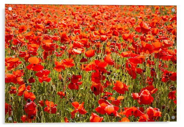 Red Poppy Flowers Acrylic by Inguna Plume