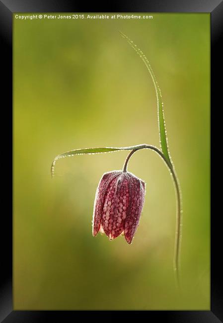  Snake's Head Fritillary Framed Print by Peter Jones