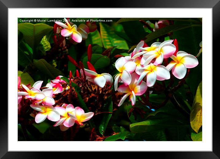  Hawaiian flowers, Kauai Framed Mounted Print by Muriel Lambolez