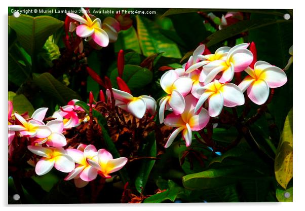  Hawaiian flowers, Kauai Acrylic by Muriel Lambolez