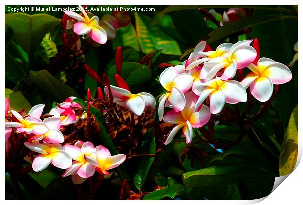  Hawaiian flowers, Kauai Print by Muriel Lambolez