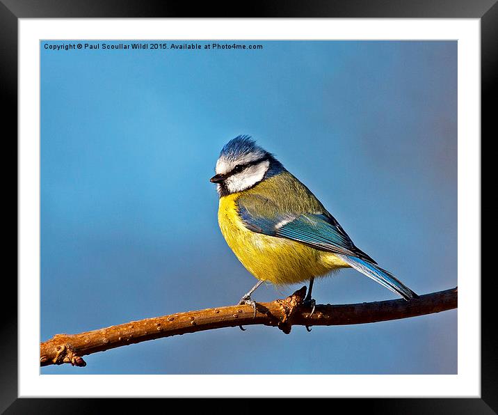  Blue Tit Framed Mounted Print by Paul Scoullar