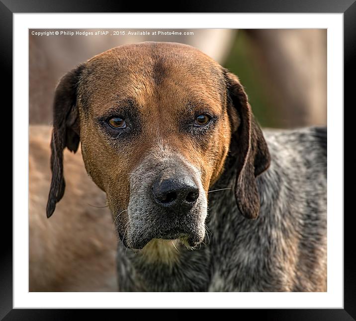  Fox Hound ( 3 ) Framed Mounted Print by Philip Hodges aFIAP ,