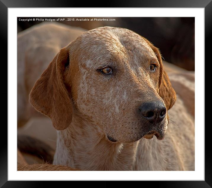   Fox Hound ( 4 ) Framed Mounted Print by Philip Hodges aFIAP ,