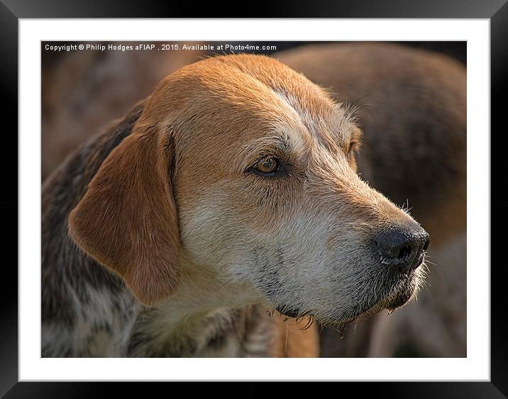  Fox Hound ( 5 )  Framed Mounted Print by Philip Hodges aFIAP ,