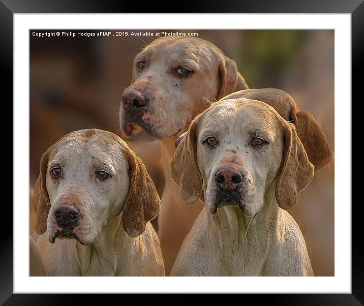   Fox Hounds ( 1 ) Framed Mounted Print by Philip Hodges aFIAP ,