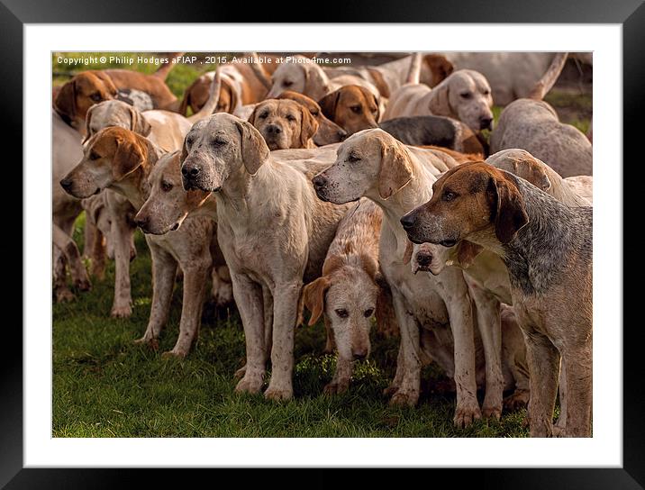   Fox Hounds ( 2 )  Framed Mounted Print by Philip Hodges aFIAP ,