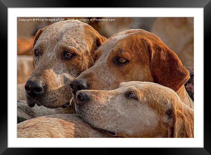   Fox Hounds ( 3 )  Framed Mounted Print by Philip Hodges aFIAP ,