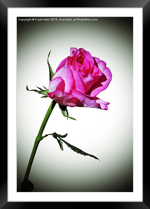 Beautiful Red Hybrid Tea rose Framed Mounted Print by Frank Irwin