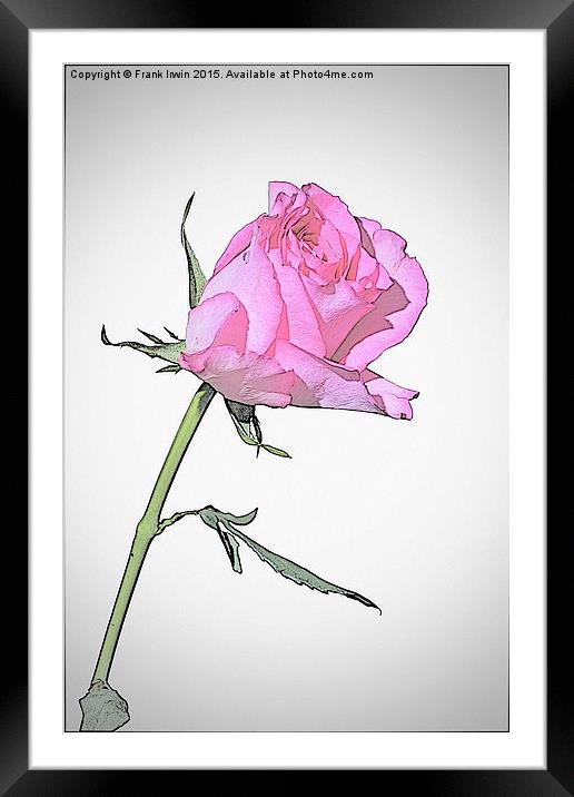 Beautiful Red Hybrid Tea rose  Framed Mounted Print by Frank Irwin
