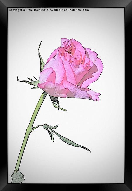 Beautiful Red Hybrid Tea rose  Framed Print by Frank Irwin
