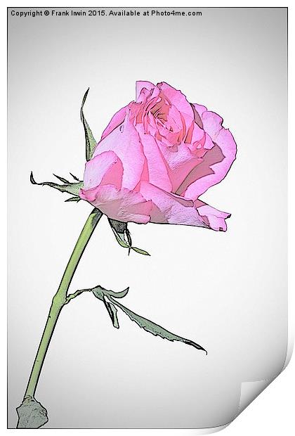 Beautiful Red Hybrid Tea rose  Print by Frank Irwin