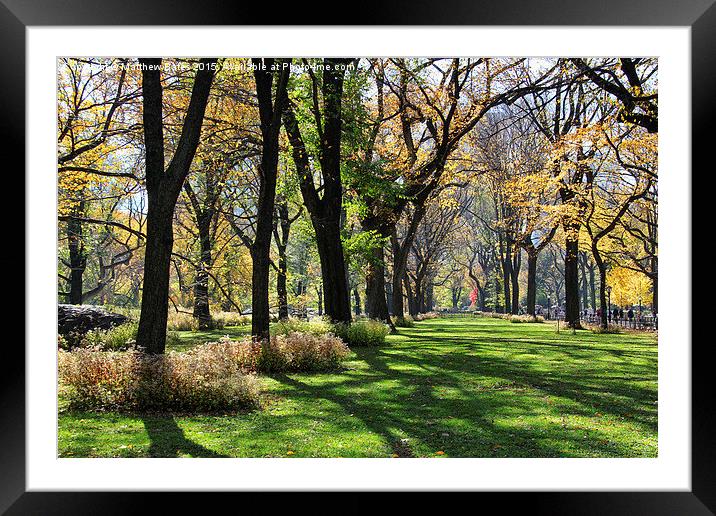 Autumn trees Framed Mounted Print by Matthew Bates