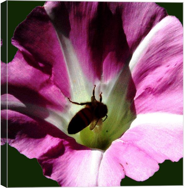  Bee in Flower Canvas Print by james balzano, jr.