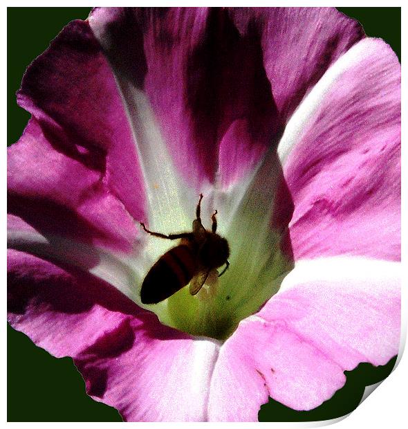  Bee in Flower Print by james balzano, jr.