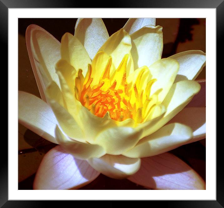 Close Up Water Lily  Framed Mounted Print by james balzano, jr.