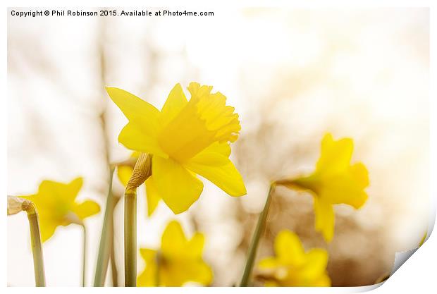  Daffodils in the sun  Print by Phil Robinson