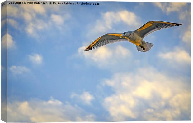  Seagull on a sunset afternoon  Canvas Print by Phil Robinson