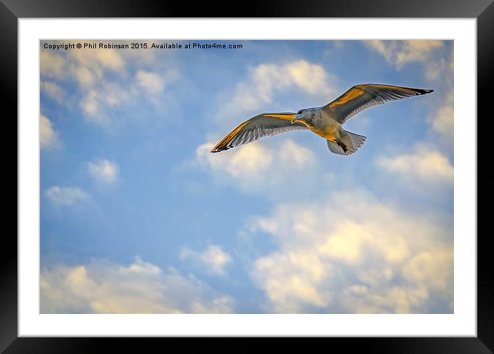  Seagull on a sunset afternoon  Framed Mounted Print by Phil Robinson