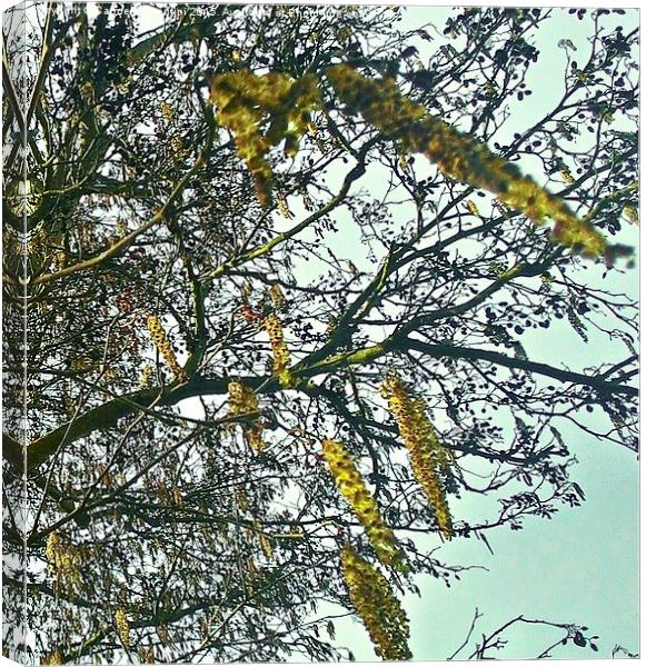  Blossoming Catkins.. Canvas Print by Carmel Fiorentini