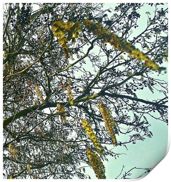  Blossoming Catkins.. Print by Carmel Fiorentini