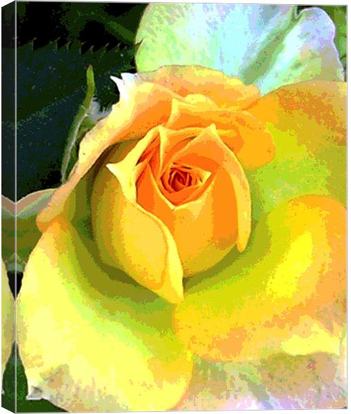 Heavenly Rose Close Up  Canvas Print by james balzano, jr.