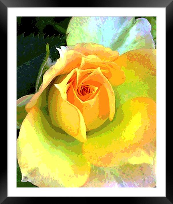 Heavenly Rose Close Up  Framed Mounted Print by james balzano, jr.