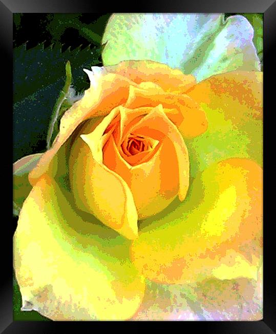 Heavenly Rose Close Up  Framed Print by james balzano, jr.