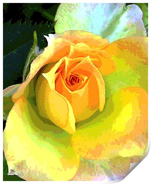Heavenly Rose Close Up  Print by james balzano, jr.