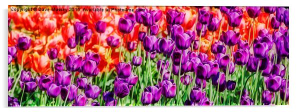 Vivid Tulips Acrylic by Dave Massey