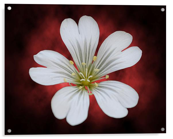 The flower 1 Acrylic by Andreas Hartmann