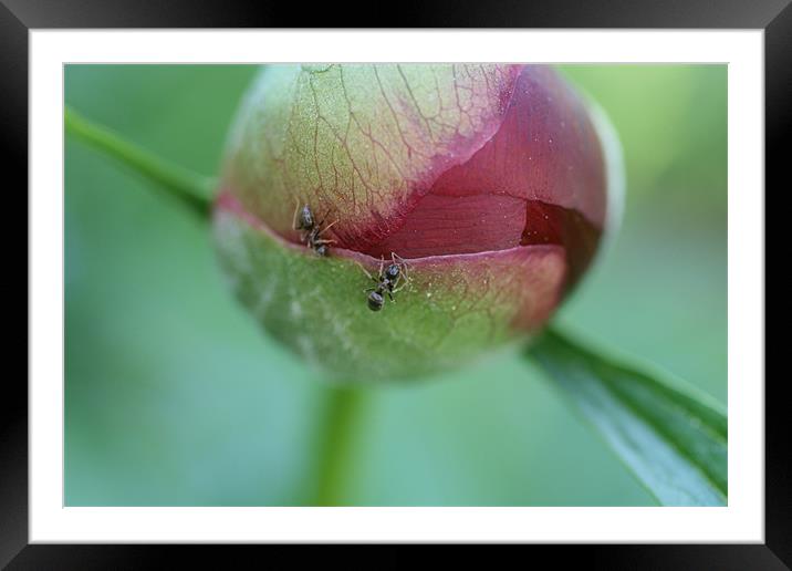 The Flower 3 Framed Mounted Print by Andreas Hartmann