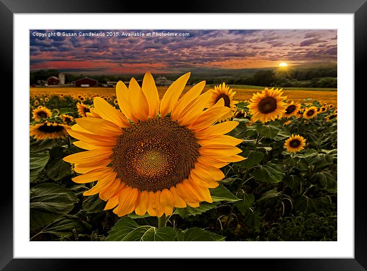 Sunflower Field Forever Framed Mounted Print by Susan Candelario